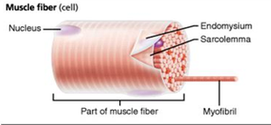 Muscle fiber structure: nucleus, endomysium, sarcolemma, myofibril