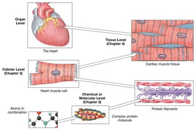 Levels of organization from atoms to organ