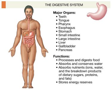 Digestive system