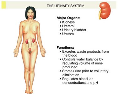 Urinary system