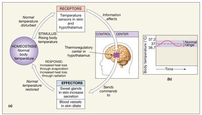 Negative feedback loop for temperature regulation