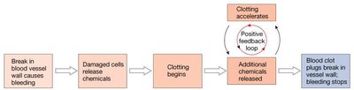 Positive feedback loop for blood clotting