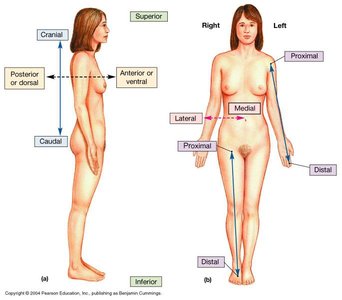 Directional terms