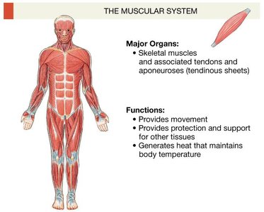 Muscular system