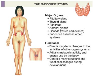 Endocrine system