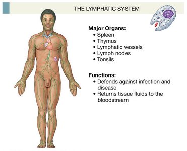Lymphatic system