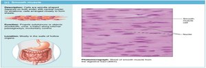 Smooth muscle tissue photomicrograph and diagram