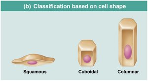 Classification of epithelia based on cell shape