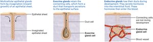 Classification of glandular epithelium by duct and secretory structure