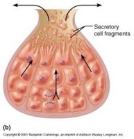 Holocrine secretion diagram