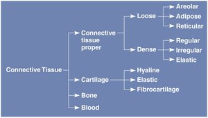 Diagram showing germ layer origins of tissues