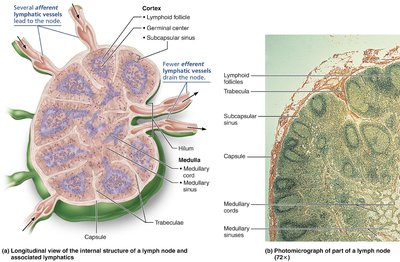 Structure and circulation of a lymph node