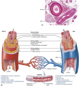 Structure of arteries, veins, and capillaries