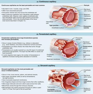 Blood flow, pressure, and resistance