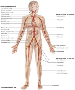 Major arteries of the body