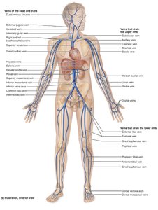 Major veins of the body