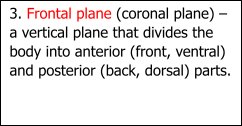Frontal plane definition