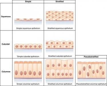Structure of a neuron