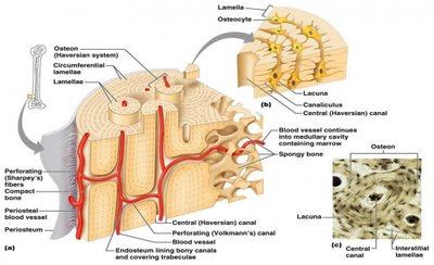 Diagram of Haversian canal system in bone