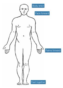 Diagram of anatomical position