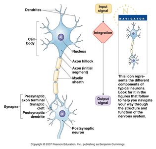 Schematic neuron showing dendrites, cell body, axon, myelin, and synapse