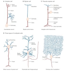 Various neuron morphologies: unipolar, bipolar, pseudo-unipolar, and multipolar