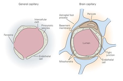Glial cell regulation of extracellular K+