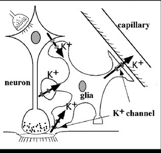 Glial cell regulation of extracellular K+