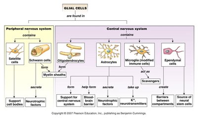 Table of glial cell types and their functions in the PNS and CNS
