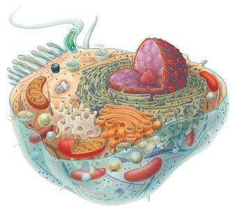 Cellular level: cell diagram