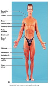 Human anatomical position with labeled muscles