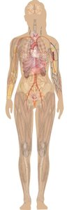 Human body systems overview