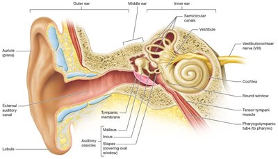 Anatomy of the ear showing outer, middle, and inner regions