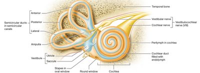 Membranous labyrinth and inner ear structures