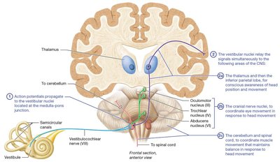 Vestibular sensation pathway in the brain