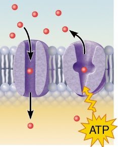 Membrane protein using ATP for transport