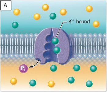K+ bound to pump