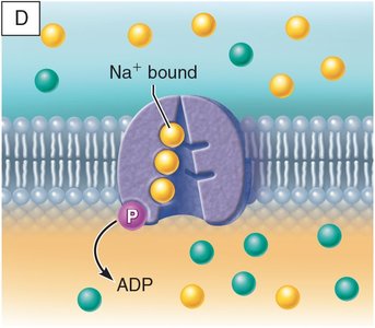 Na+ bound to pump
