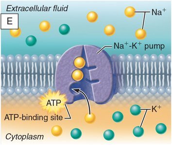 ATP binding to pump