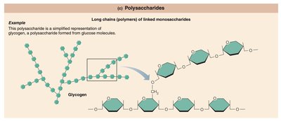 Polysaccharide structure (glycogen)