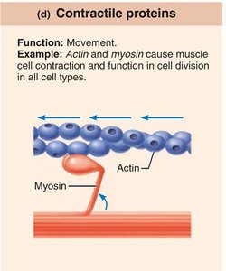 Contractile protein (actin and myosin)