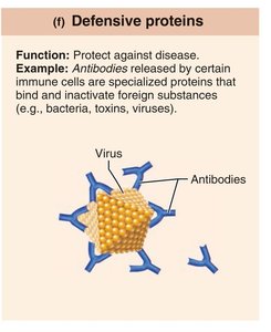 Defensive protein (antibodies)