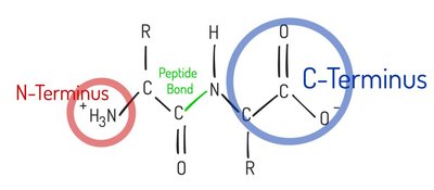 Peptide bond structure