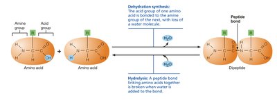 Peptide bond formation and hydrolysis