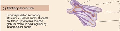 Protein tertiary structure