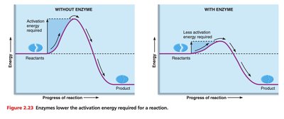 Enzyme lowers activation energy