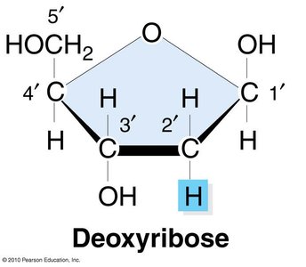 Deoxyribose structure
