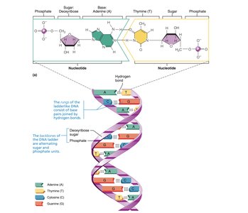 DNA double helix structure