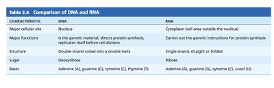 DNA vs RNA comparison table