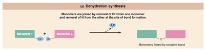 Dehydration synthesis diagram